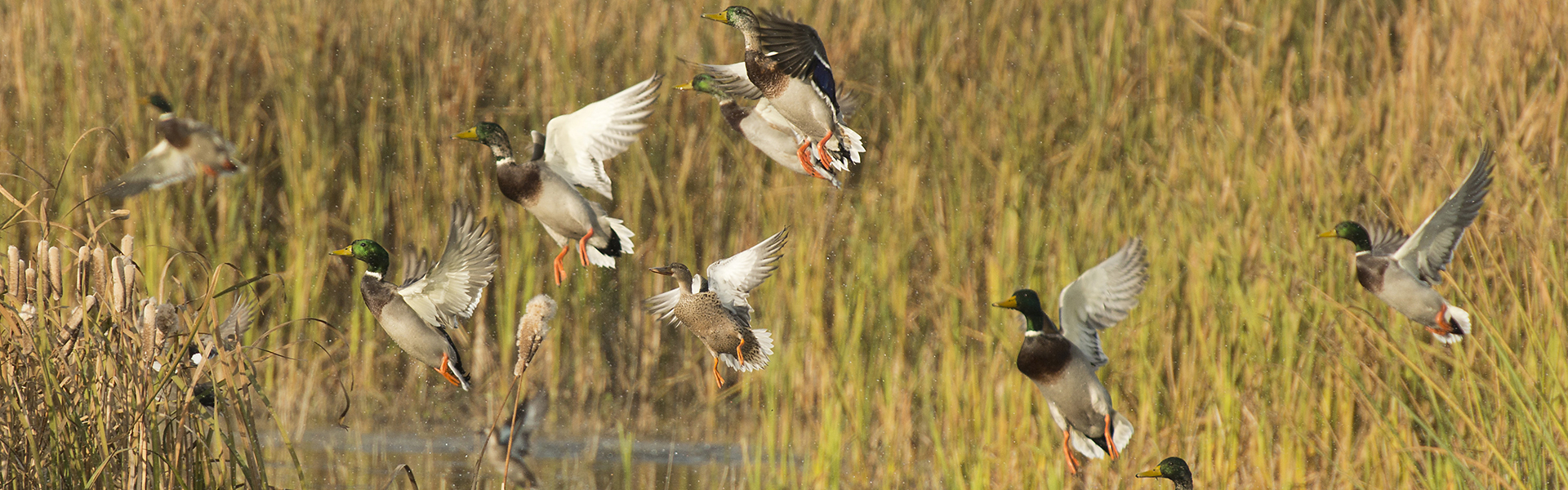 Hier kan een titel worden geplaatst